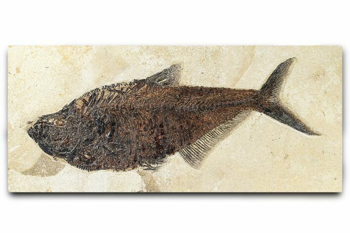 Fossil Fish (Diplomystus) - Green River Formation #370884